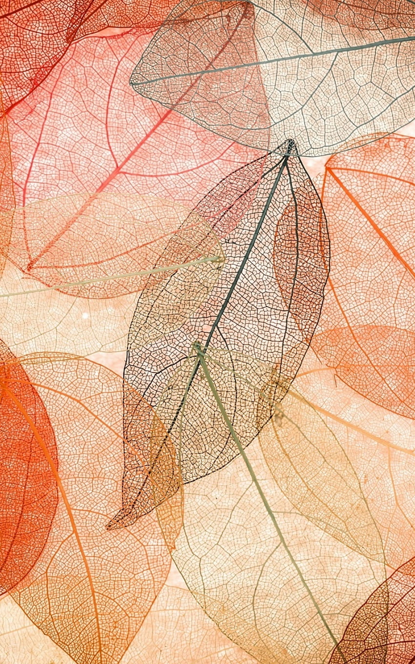 leaf, macro, vein, dry leaves, art 800x1280 , samsung galaxy note gt HD phone wallpaper