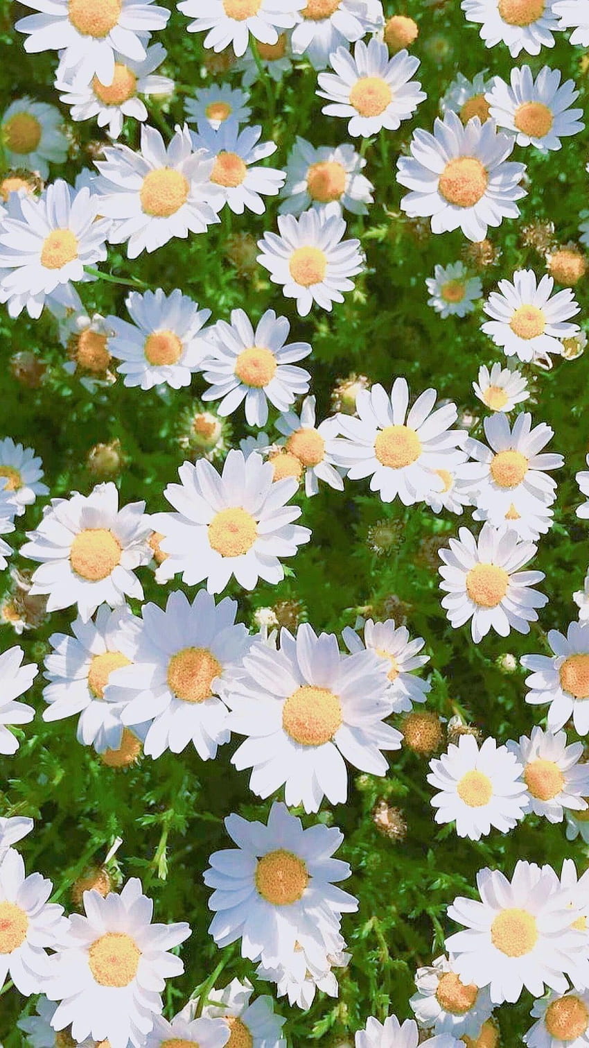 White daisy flowers illustration HD wallpaper  Peakpx
