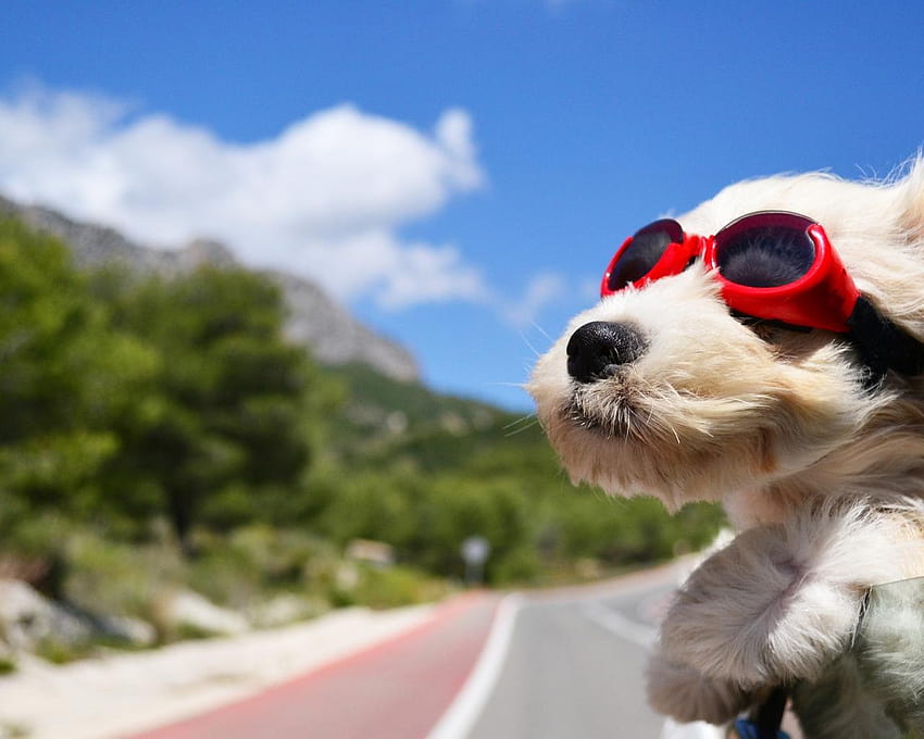 A white puppy with red swim glasses on the car window HD wallpaper