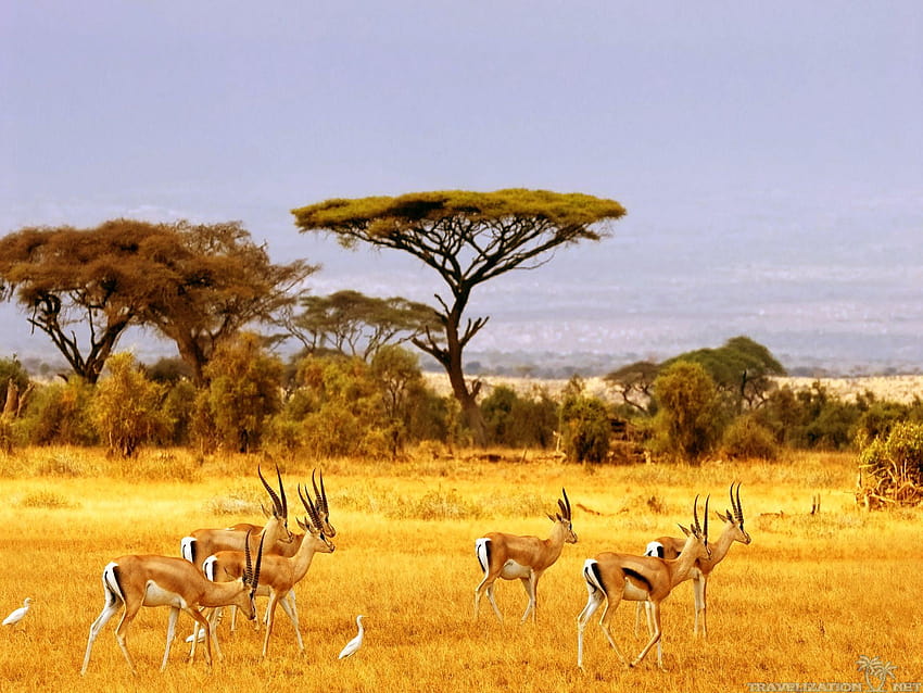 Afrykański ekosystem sawanny Tapeta HD