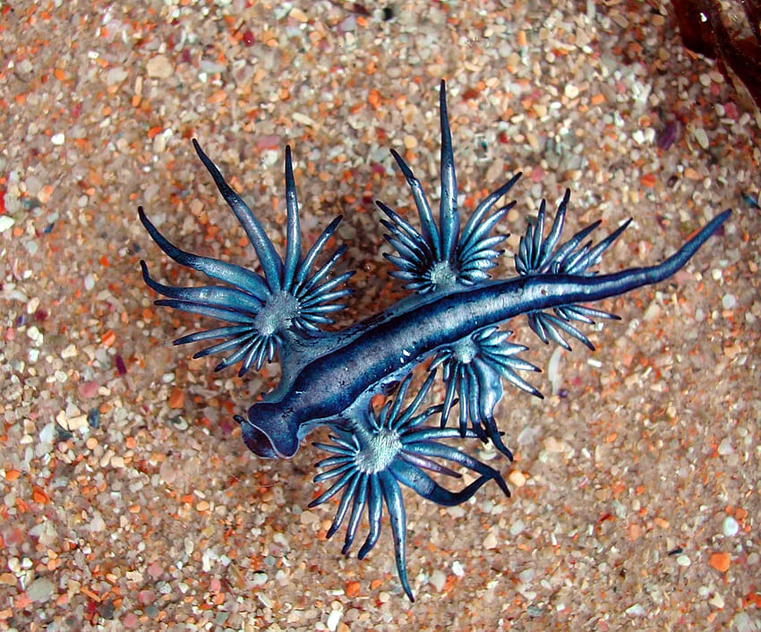온 블랙: Glaucus atlanticus, 푸른 녹내장 동물 HD 월페이퍼
