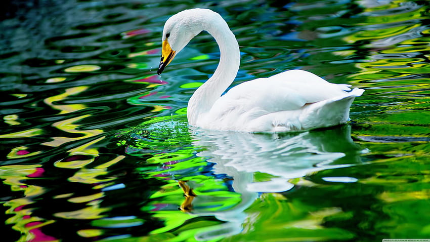 Cisne, cisne blanco en el lago fondo de pantalla