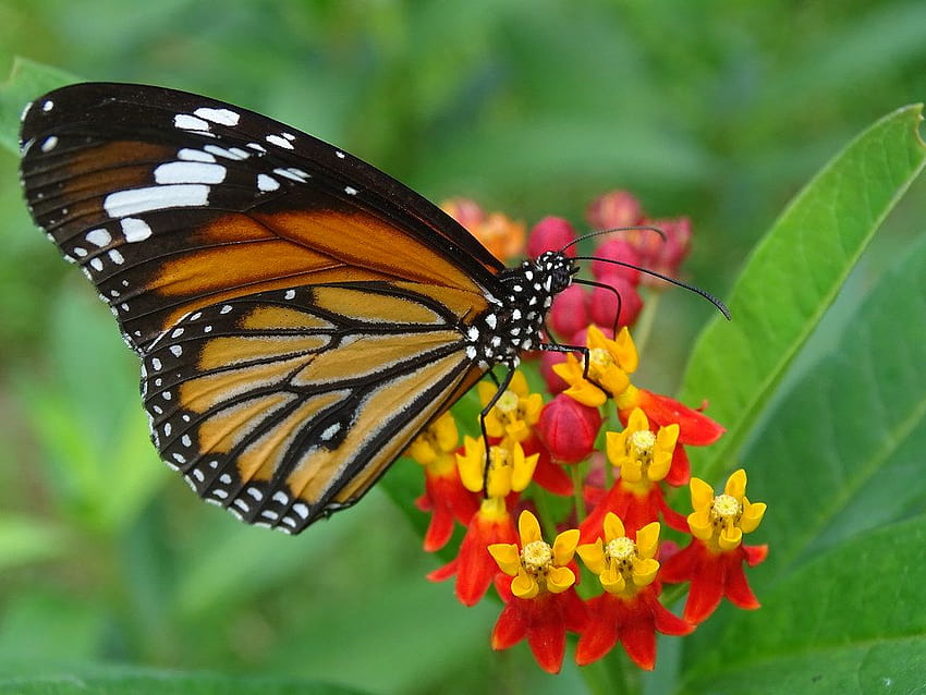 borboleta tigre comum papel de parede HD