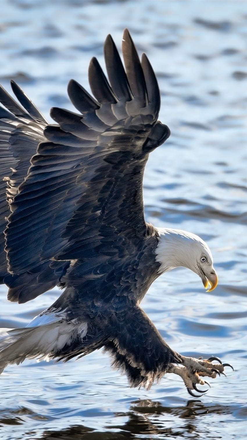 เที่ยวบินนกอินทรี ปีก ทะเลสาบ น้ำ 750x1334 iPhone 8/7/6/6S, iphone ของ American eagle วอลล์เปเปอร์โทรศัพท์ HD