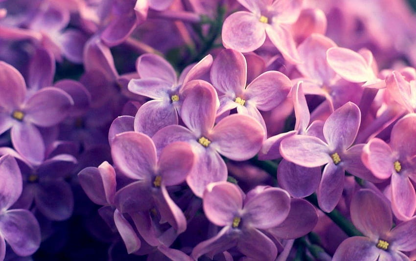 Kwiaty bzu, lila Tapeta HD