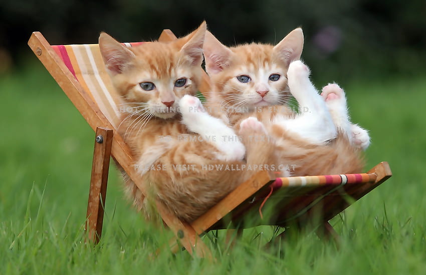 two small cats grass deckchairs animals HD wallpaper