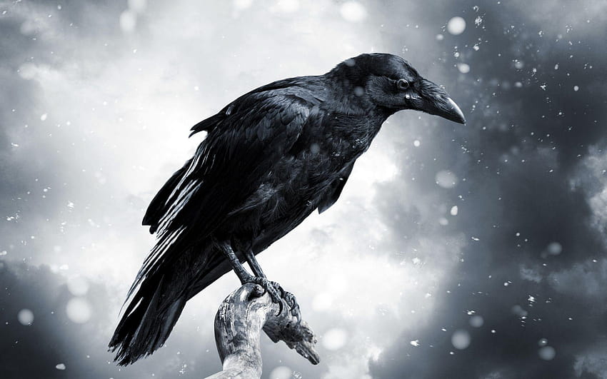 Crow – High Quality, crows HD wallpaper