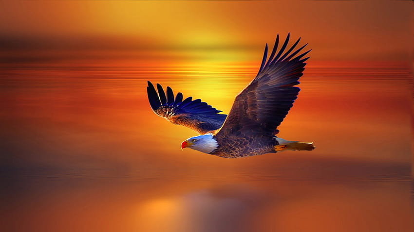 Flug Weißkopfseeadler und Roter Himmel Sonnenuntergang Schöner, fliegender Adler HD-Hintergrundbild