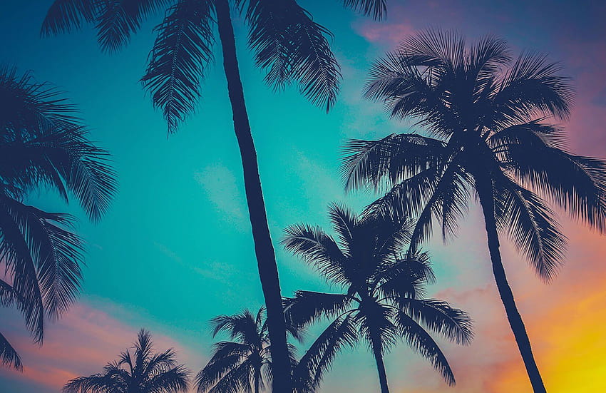 Fresque de palmiers d'Hawaï, cocotier d'été d'Hawaï Fond d'écran HD