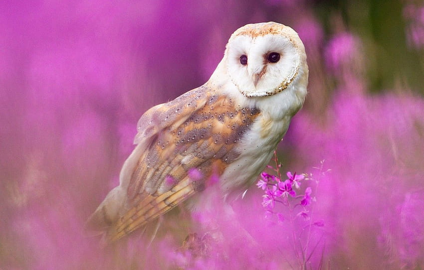 pink owl background