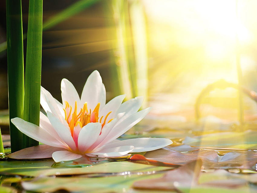 Beautiful lotus flower under the sun 50752, lotus flowers HD wallpaper