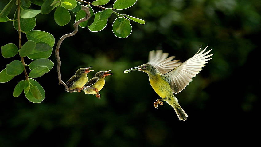 Animals & Birds Beautiful Birds HD wallpaper | Pxfuel