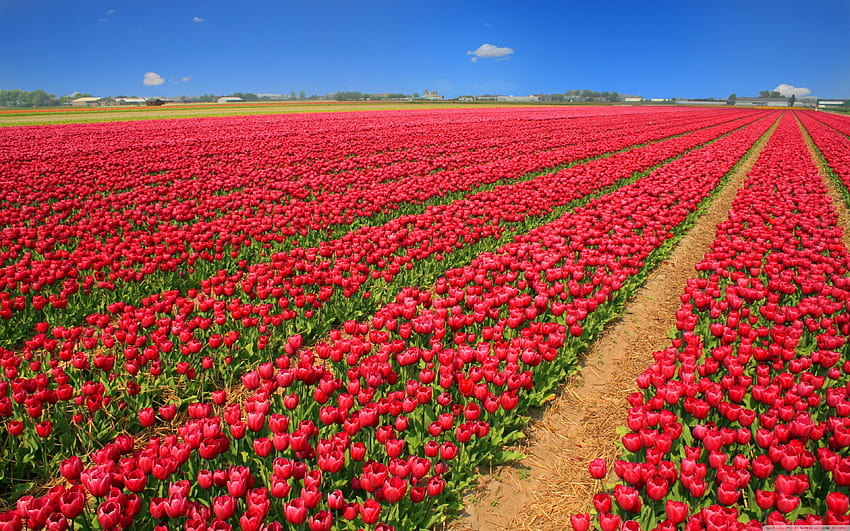 Tulip Field, rose field HD wallpaper