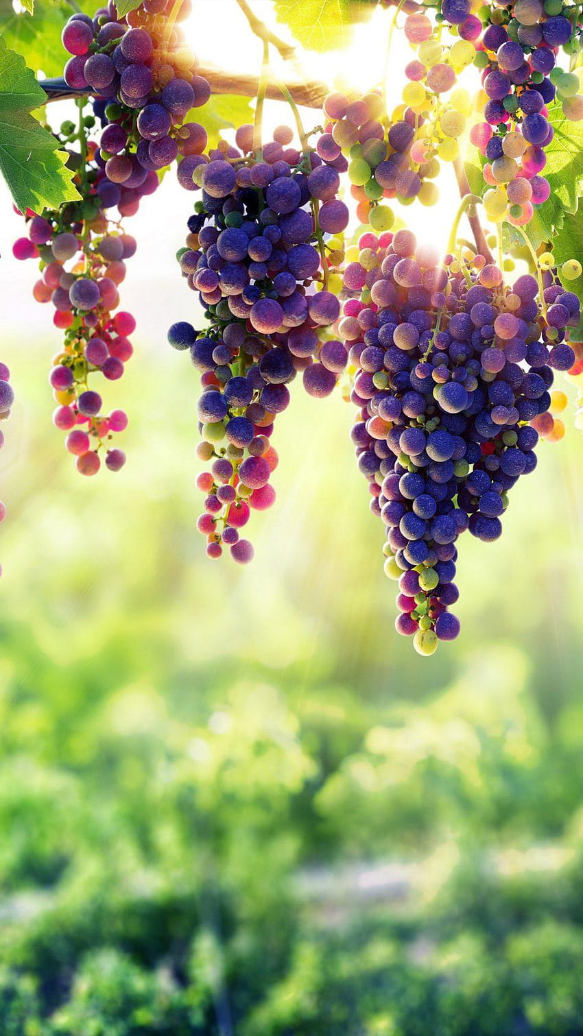 Grapes Pure Ultra Mobile, fruit mobile HD phone wallpaper