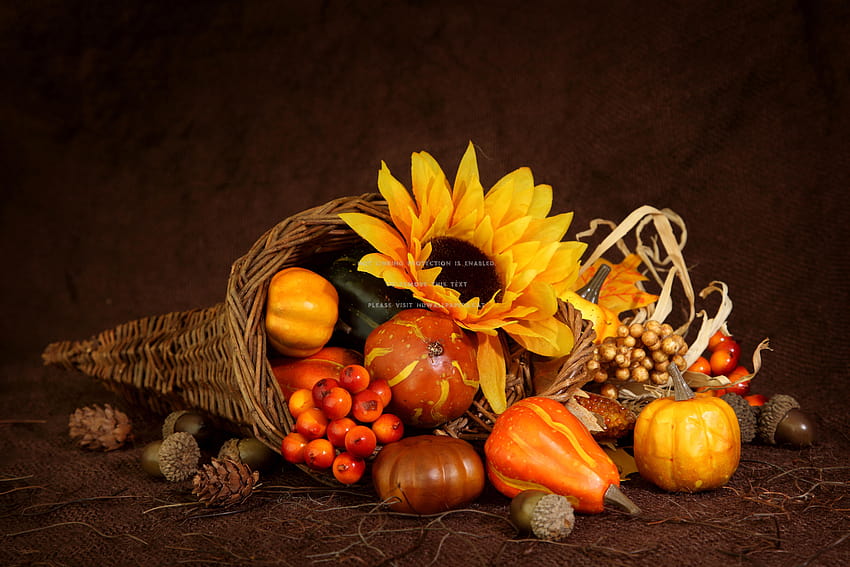 Cornucopia thanksgiving sunflower nuts fall, sunflower thanksgiving HD