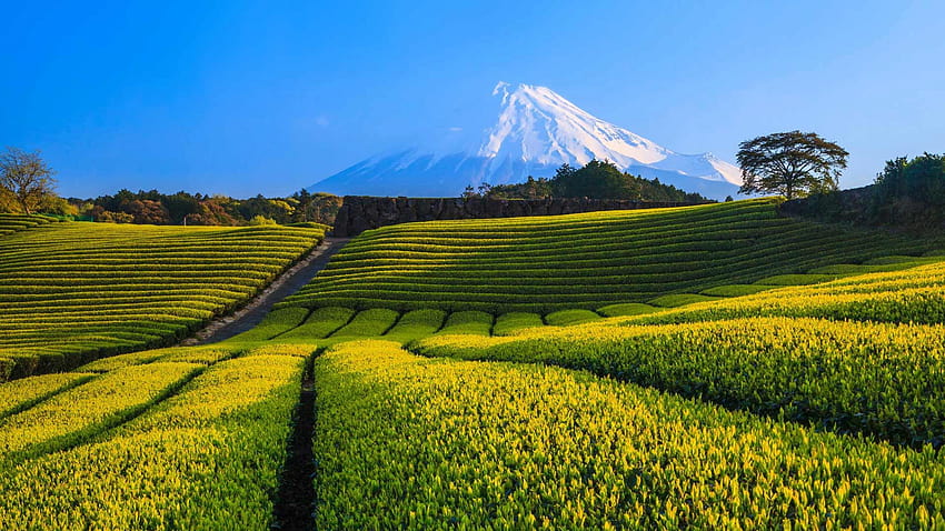 日本、富士山、茶畑 1920x1080 フル、 高画質の壁紙
