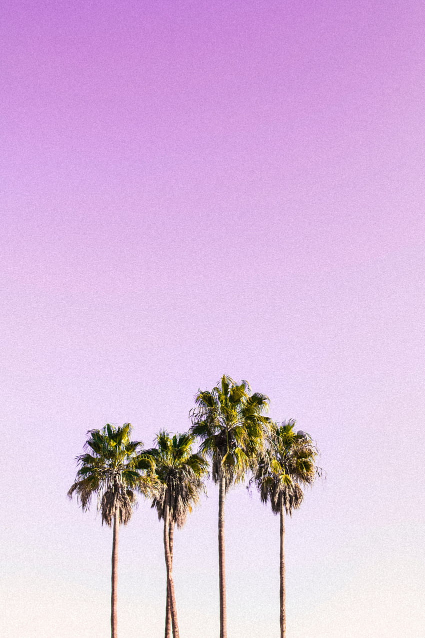 Palm Trees posted by Michelle Anderson, aesthetic palm trees HD phone wallpaper