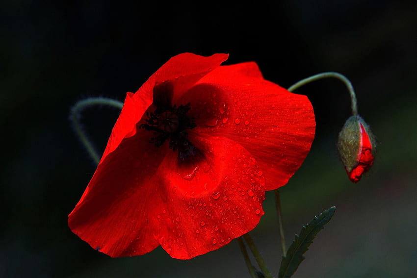 Maki Closeup Drops Kwiat maku, maku kukurydzianego Tapeta HD