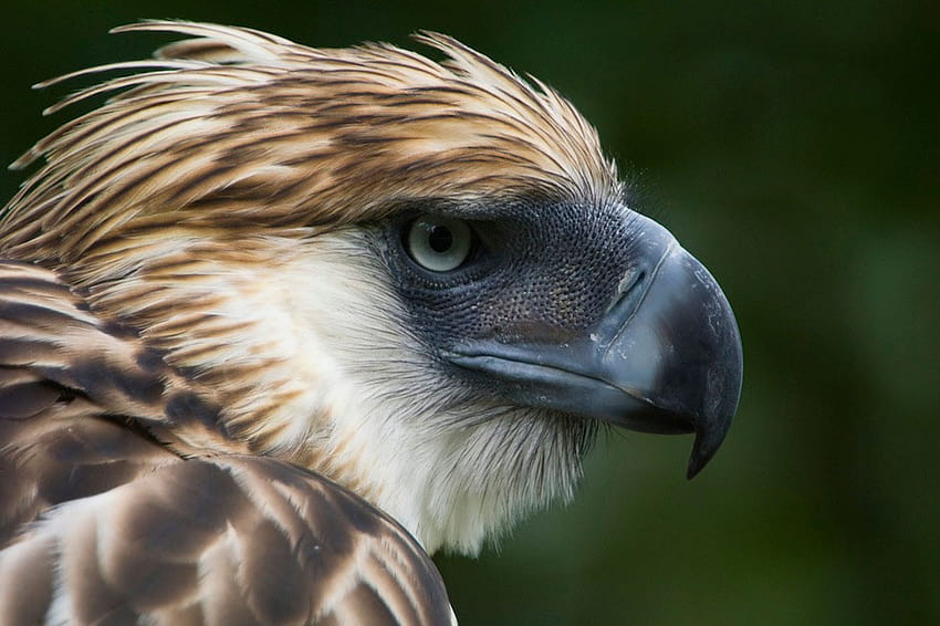 philippine eagle HD wallpaper