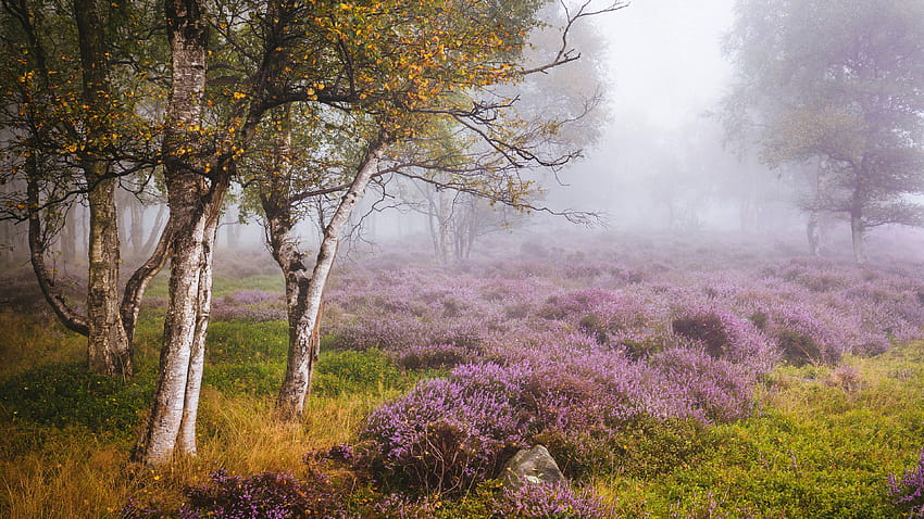 Anglia, Heather, Derbyshire, brzozowy las, polne kwiaty, mgła, jesień 3840x2160 U , jesienny wrzos Tapeta HD