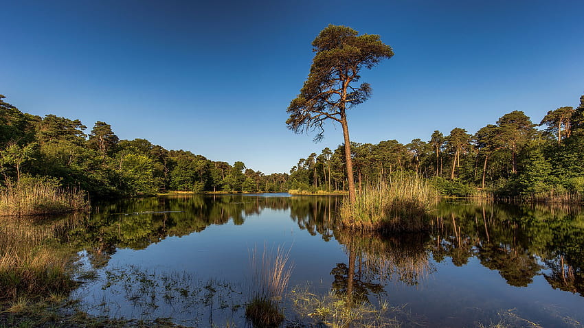 Netherlands Oisterwijk, ‎North Brabant Nature Sky 3840x2160, forest netherlands HD wallpaper