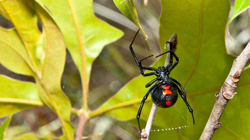 Black widow spiders HD wallpaper | Pxfuel