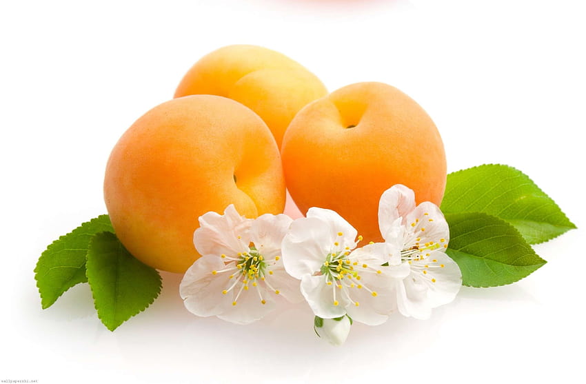 Плодове – Един фон, плод манго HD тапет