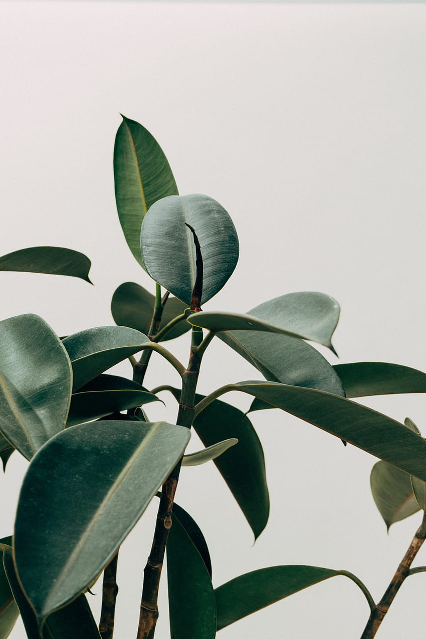 Растение със зелени листа • For You For & Mobile, растение естетичен ipad HD тапет за телефон