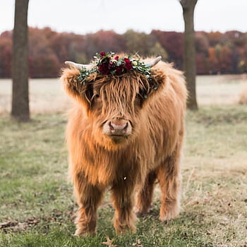 Fluffy Cow Pictures  Download Free Images on Unsplash