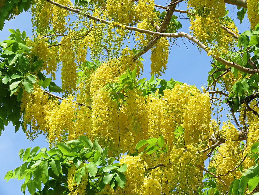 Golden Shower Tree Cassia fistula 10 Seeds HD wallpaper
