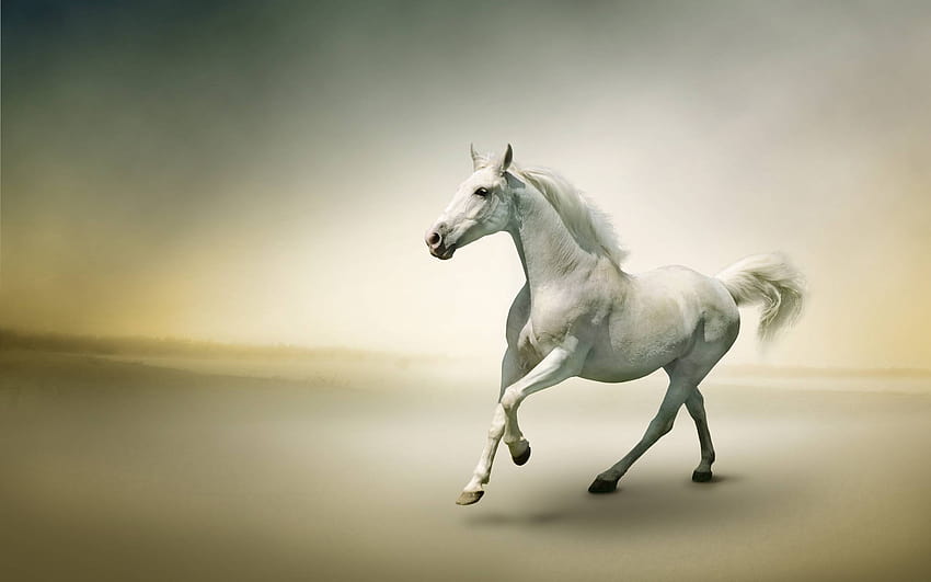 Running Horse, 7 white horse HD wallpaper | Pxfuel