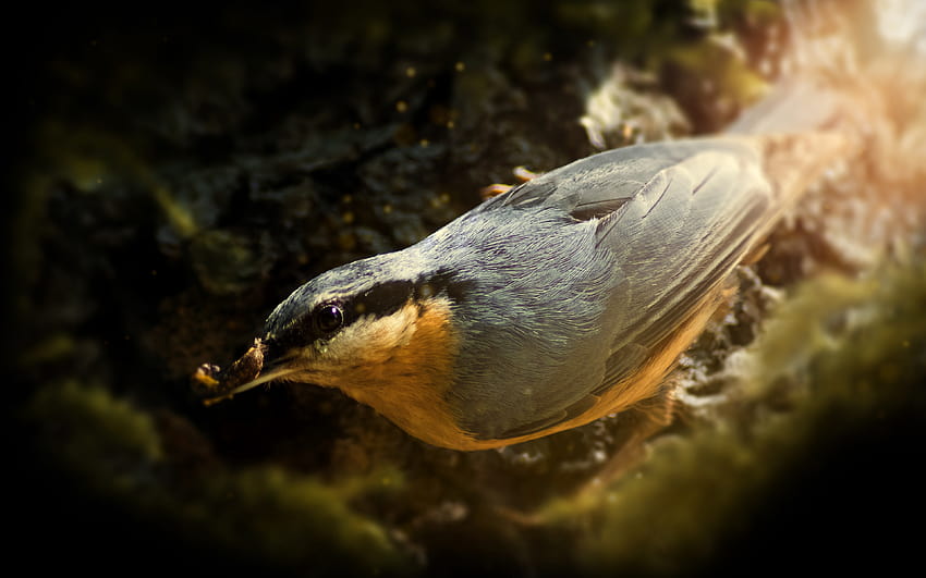 Ptaki śpiewające, dzika przyroda, bokeh, mały ptak Tapeta HD