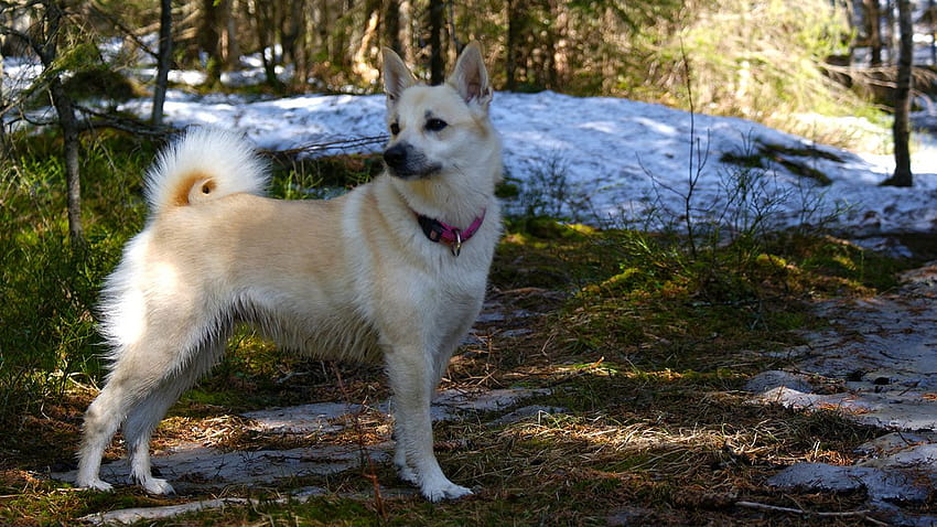 สายพันธุ์สุนัขใหม่ล่าสุดที่คุณอาจไม่เคยได้ยิน – สุนัขต้อนแกะนอร์เวย์บูฮันด์ วอลล์เปเปอร์ HD