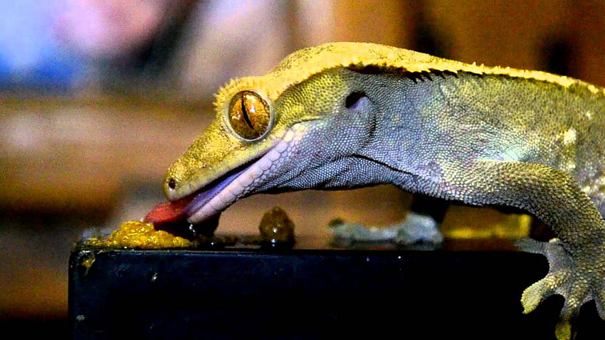 Cool Crested Gecko HD wallpaper