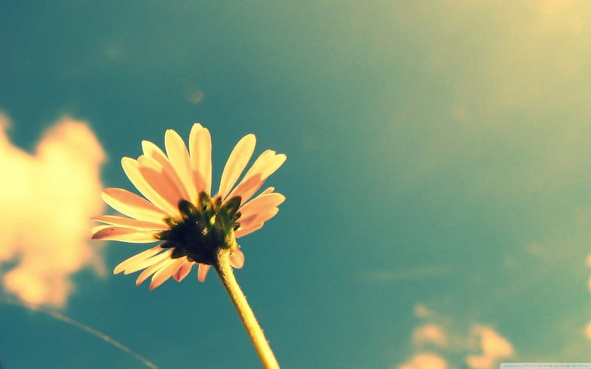 Cute Summer Flower Summer Tumblr graphy Shared By [1440x900] for your ...
