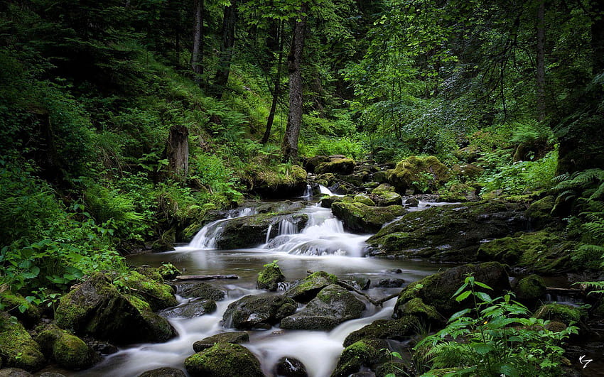 Free photo: Forest river - Beautiful, Creek, Forest - Free Download - Jooinn