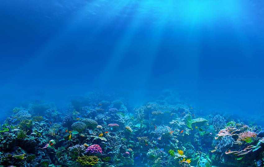 : sunlight, sea, underwater, coral reef, diving, ocean, habitat, natural environment, marine biology, coral reef fish 7776x4942 HD wallpaper