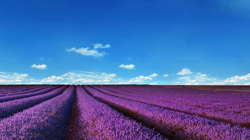 Lavender fields, beautiful lavender field HD wallpaper