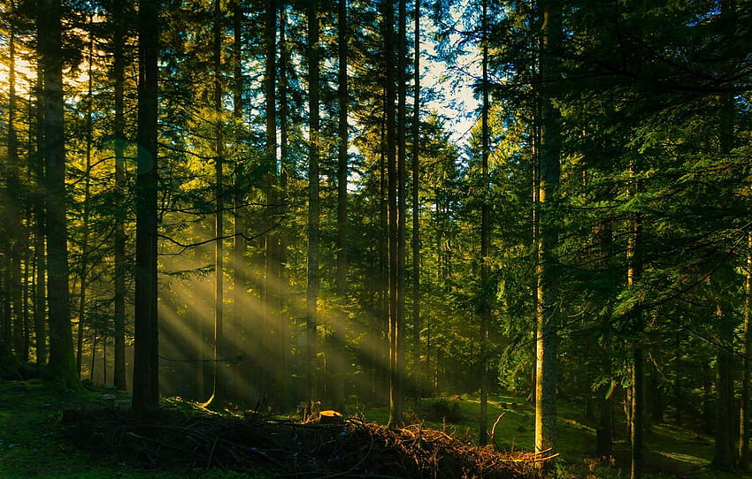 Forest, The Sun, Rays, Trees , Section, Sun Rays Through Forest Trees