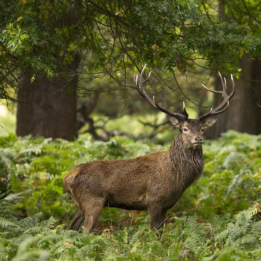 Forest. Wild Animal. Stag · Phone, forest animals HD phone wallpaper |  Pxfuel