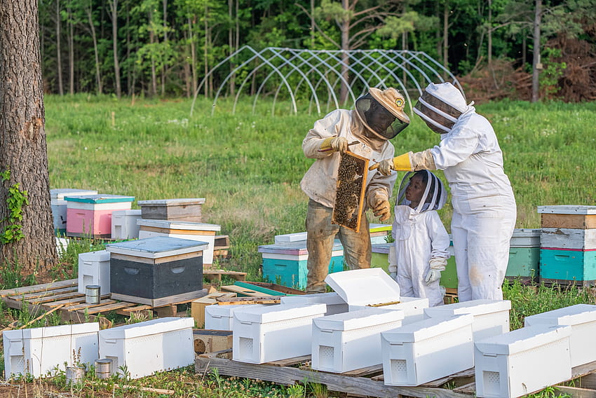 10 สุดยอดการเลี้ยงผึ้ง · วอลล์เปเปอร์ HD