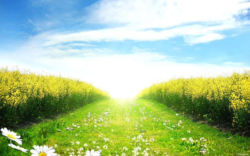 Sunny day in the spring field and, spring fields HD wallpaper
