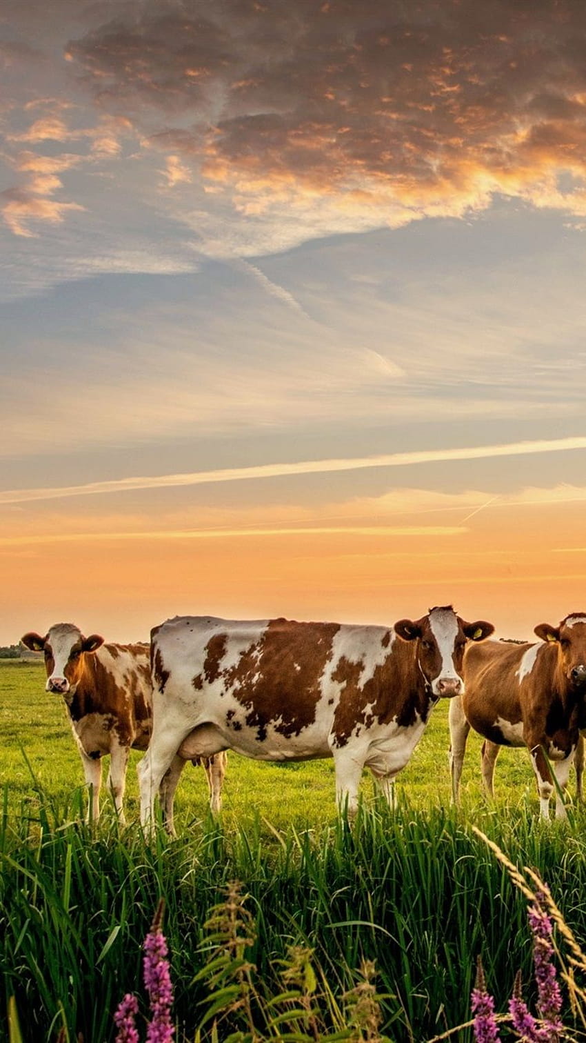 Kühe gepostet von Sarah Johnson, Milchviehbetrieb iphone HD-Handy-Hintergrundbild
