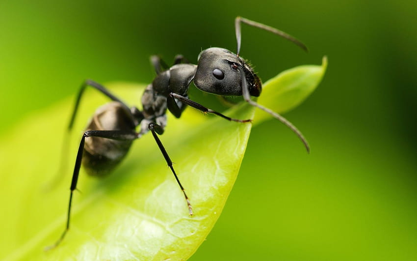 : животни, мравки, ципокрили, муха, цвете, фауна, вредител, 1920x1200 px, мравка, наблизо, макро графика, безгръбначно, членестоноги, мембранно крилато насекомо, нектар, листен бръмбар 1920x1200 HD тапет