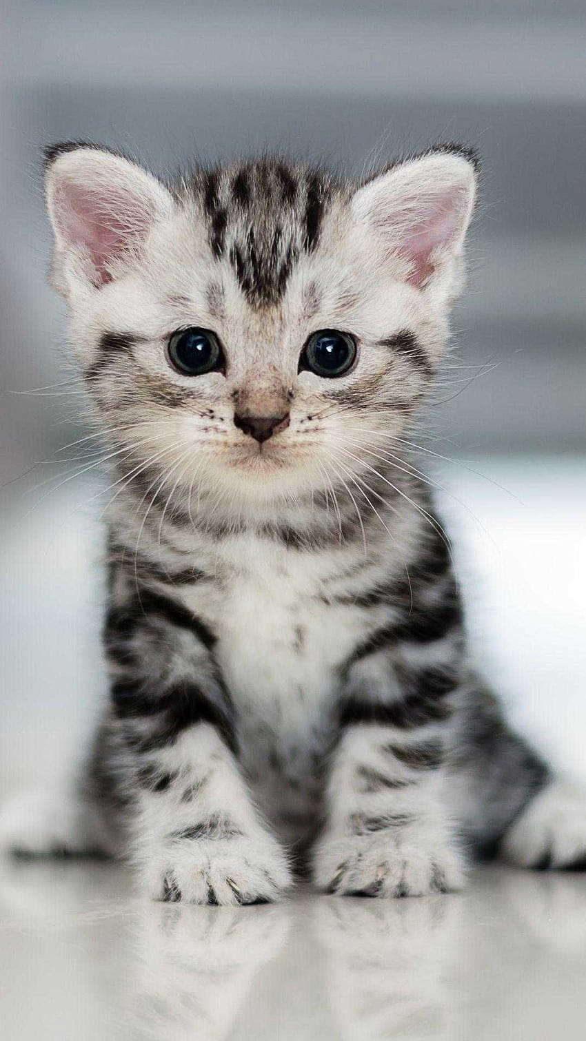 かわいい猫、小さな猫 HD電話の壁紙