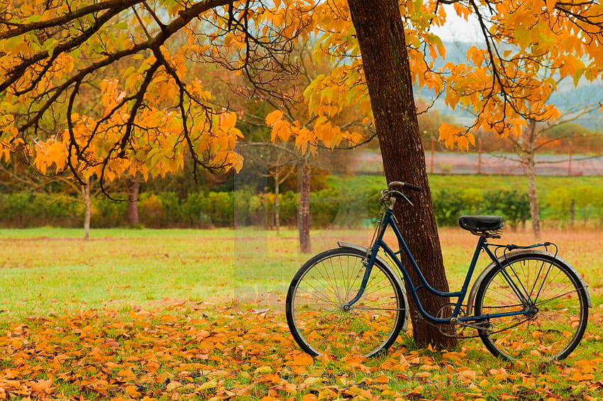 Vintage bicycle leaning against a tree and autumn leaves, autumn leaves bike house HD wallpaper