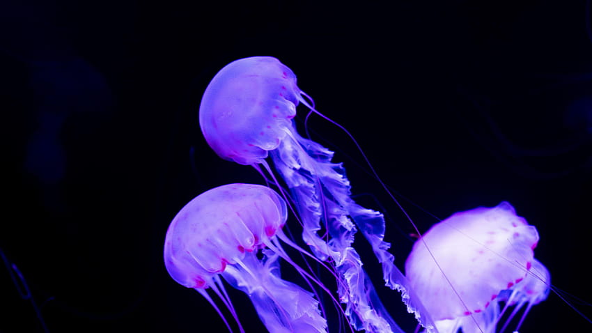 Neonowe meduzy, kolorowe meduzy Tapeta HD