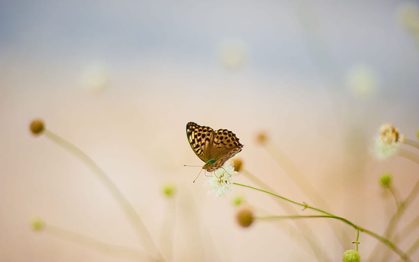 motyl, Kwiaty, rozmycie, biały, lato, knapweed, motyl kwiat rozmycie Tapeta HD