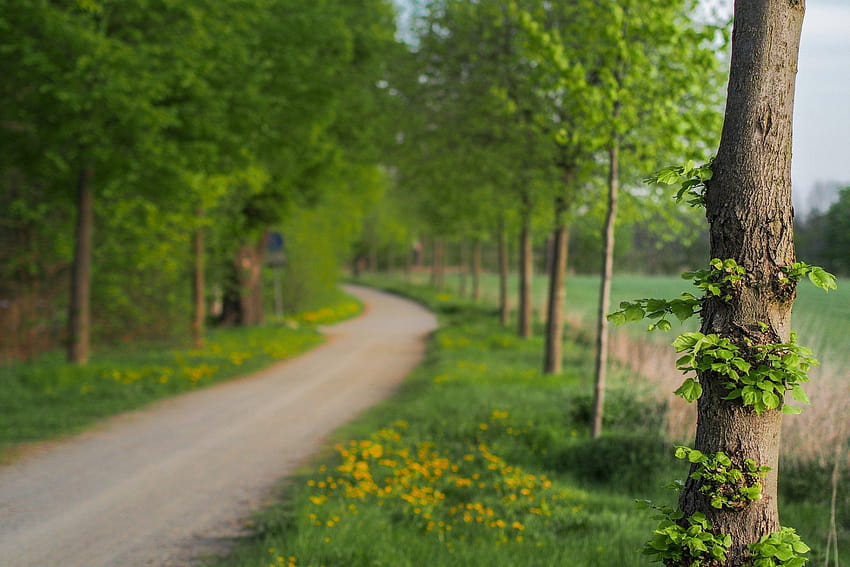 nature close up tree leaves green flower flowers track path blur, nature blur HD wallpaper