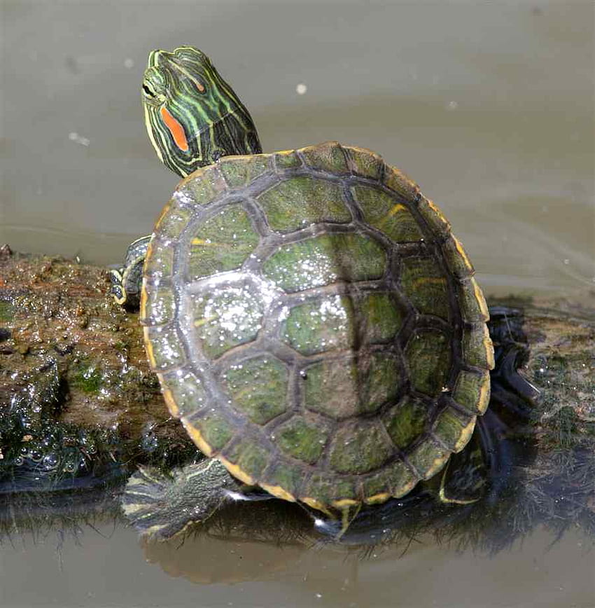 red eared slider turtle HD phone wallpaper